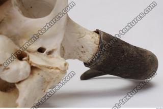 Photo Textures of Skull Antler